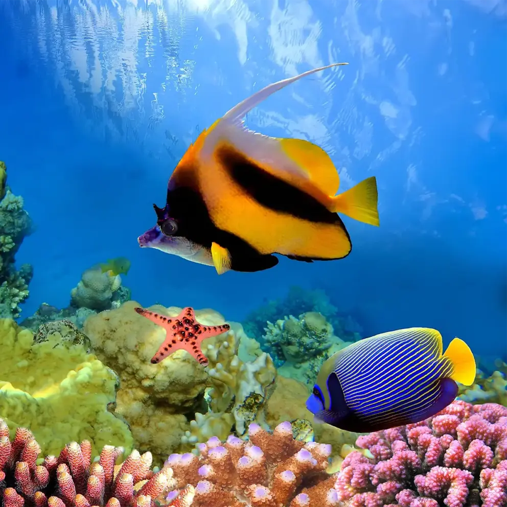 Great barrier reef shutterstock